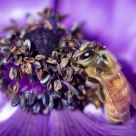 Harvesting January's Pollen